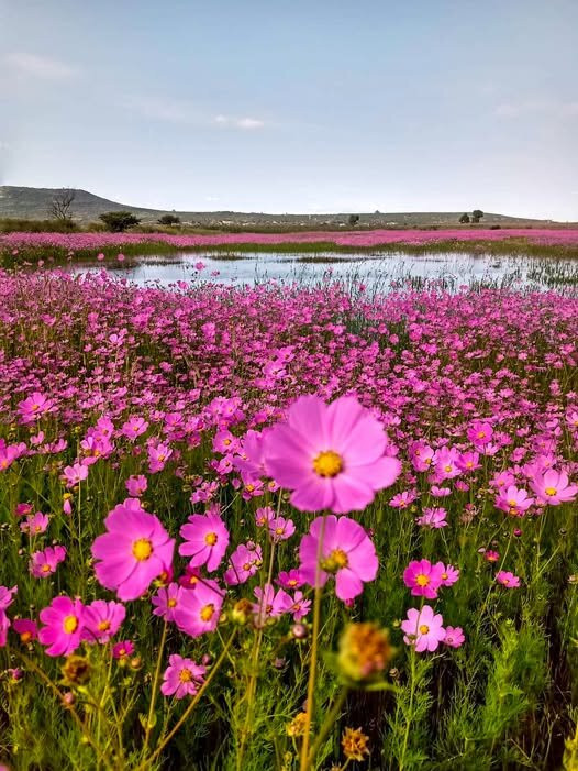 Campos De Mirasoles景点图片