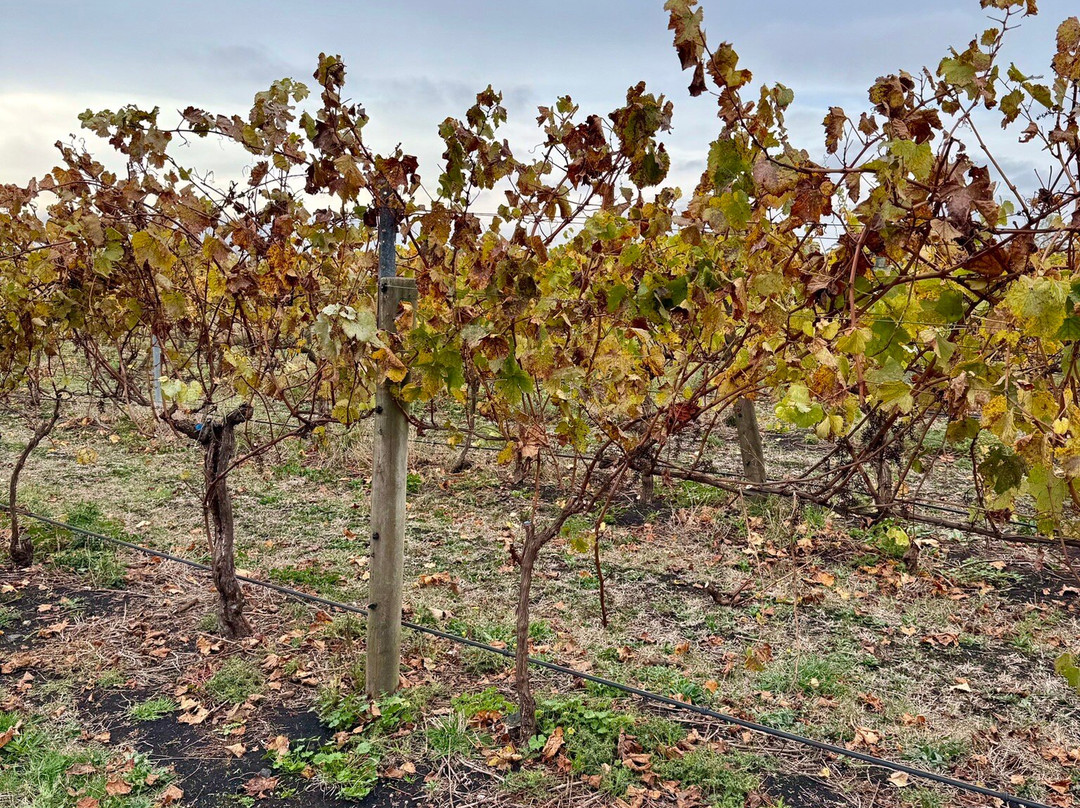 Scotchmans Hill Winery-Drysdale必去景点