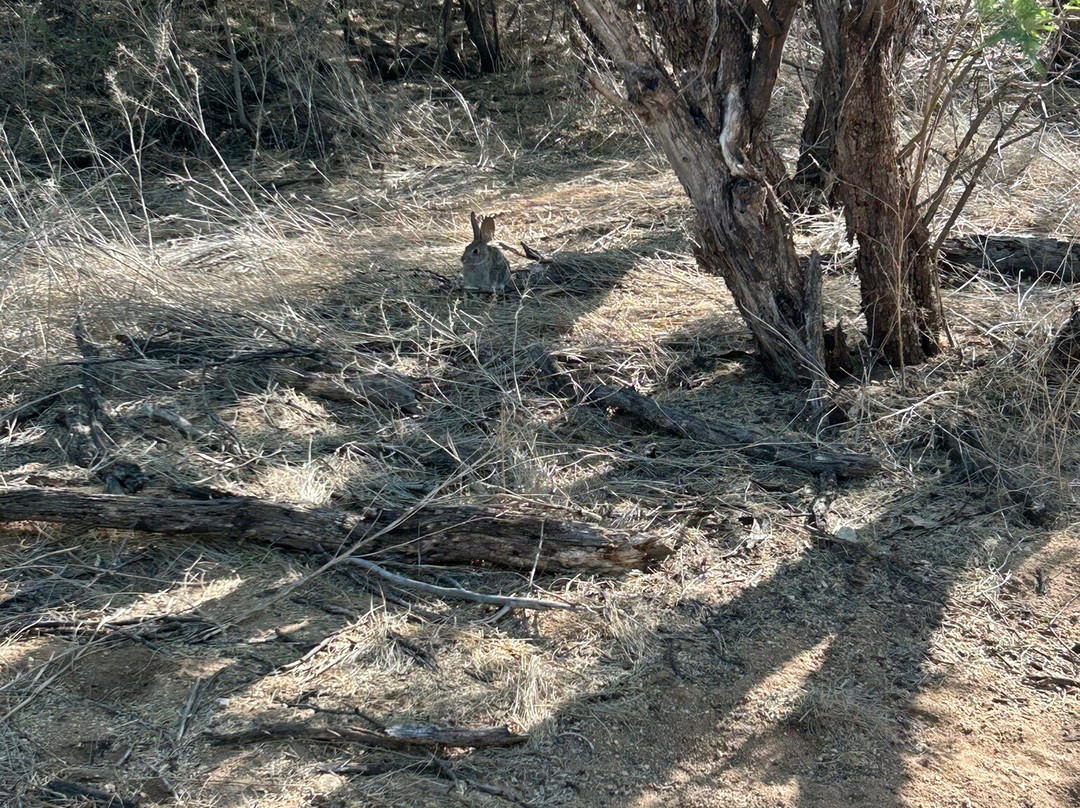 Catalina State Park-图森必去景点