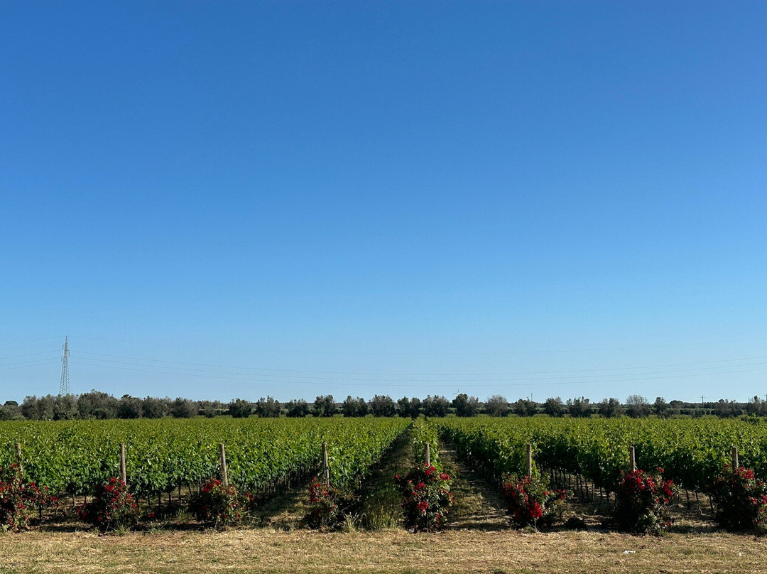 Azienda Agricola Melillo景点图片