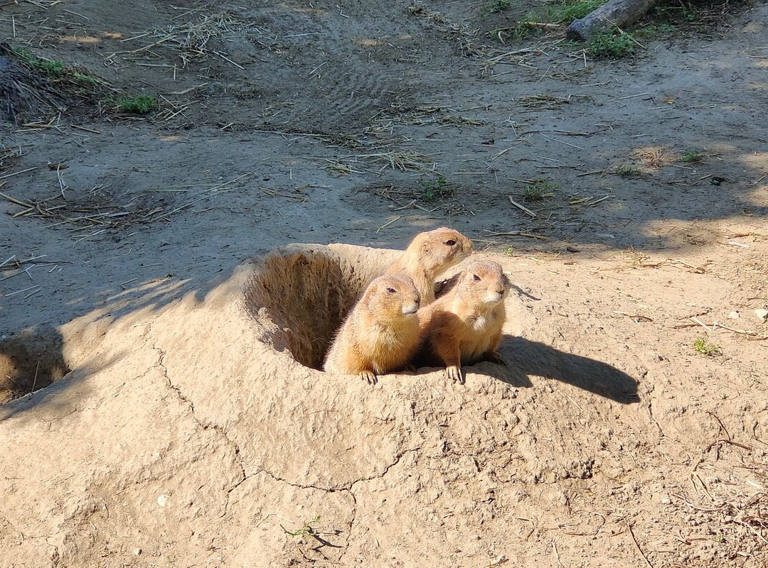 Safari Ravenna景点图片
