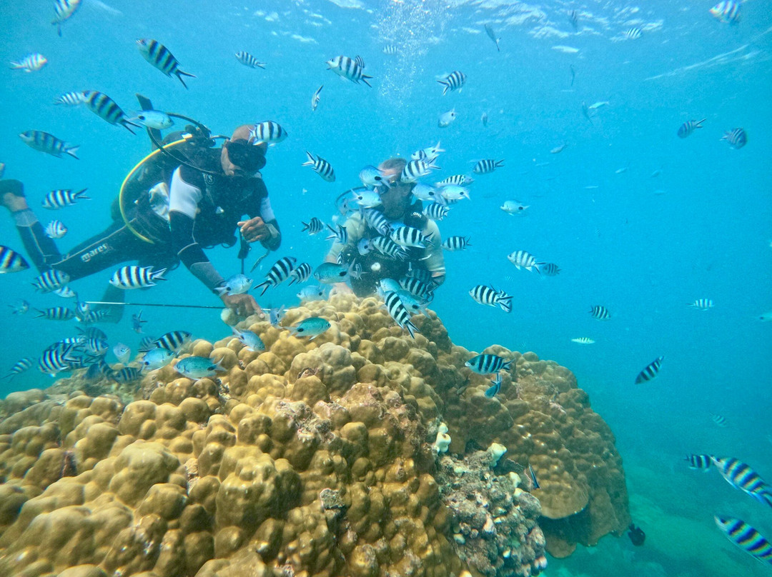 Seaman Diving-大湾必去景点
