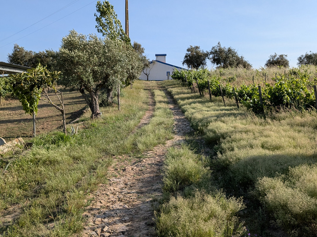 Monte Das Aranhas Guesthouse主图