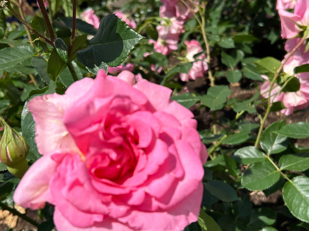 Onocho Rose Park-小野町必去景点