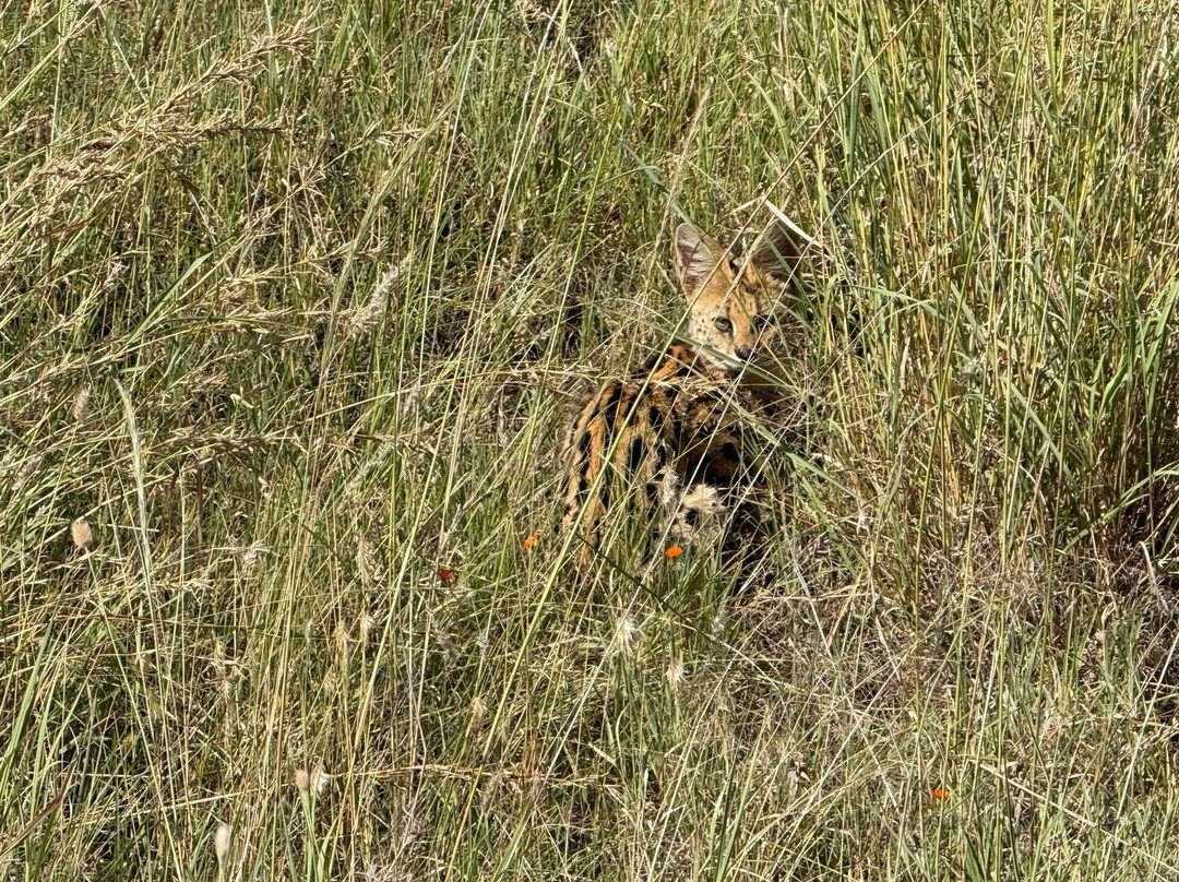Saadani Pangani Camps And Tours-Pangani必去景点