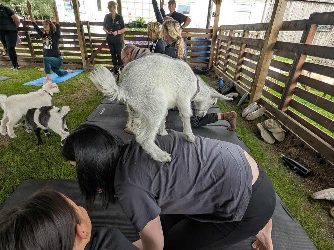 Blackwater Alpacas & Pygmy Goats景点图片