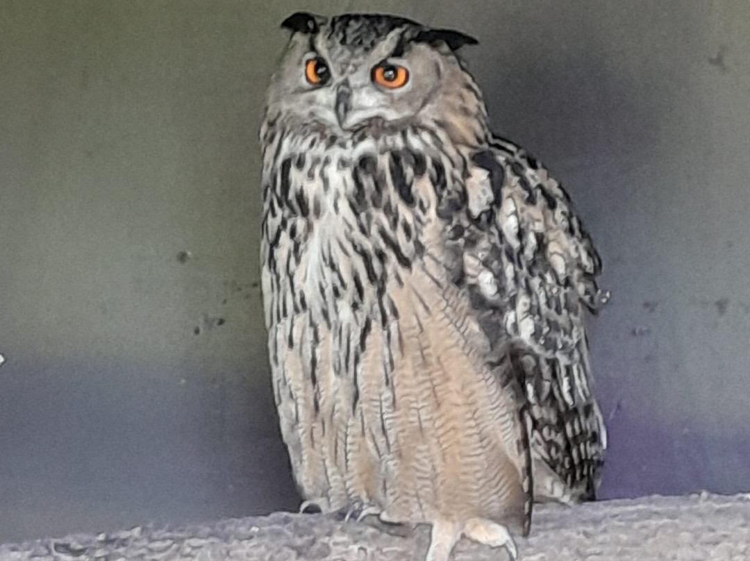 West Sussex Falconry景点图片