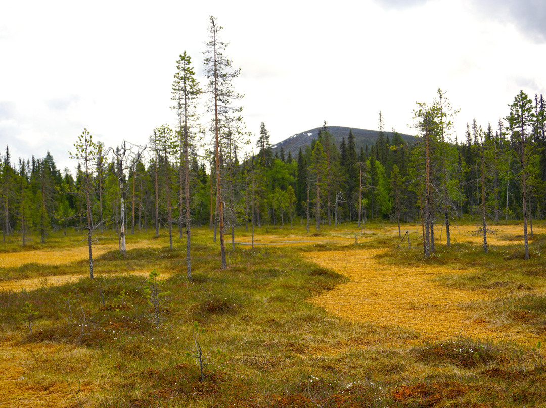 Pyhäjoen Luontopolku-Muonio必去景点