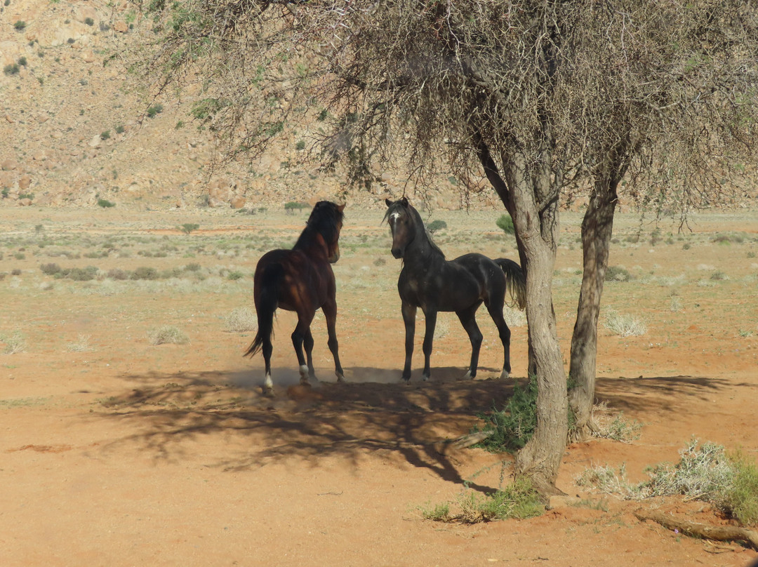 Wild Horses of Aus-Aus必去景点