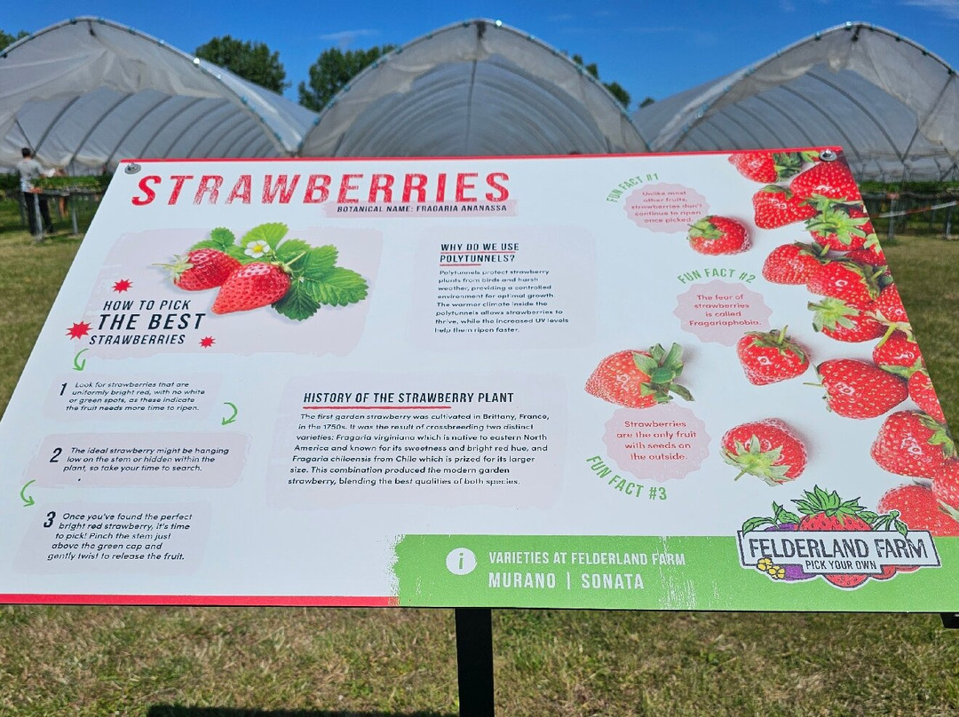 Felderland PYO Farm-桑威治必去景点