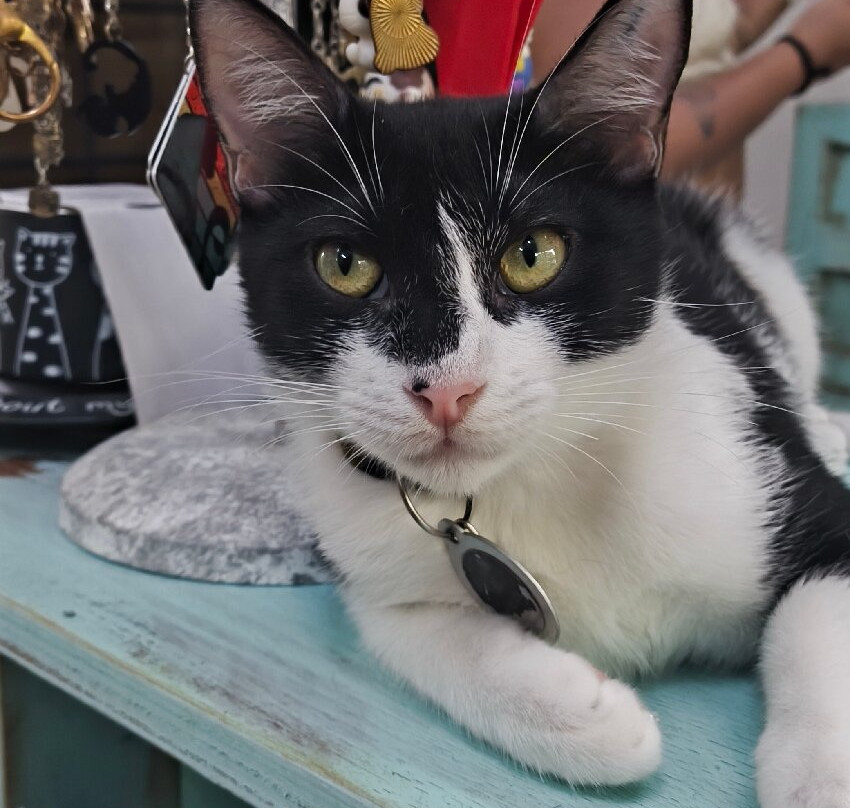 Purr Vida Lounge-拔西里多必去景点