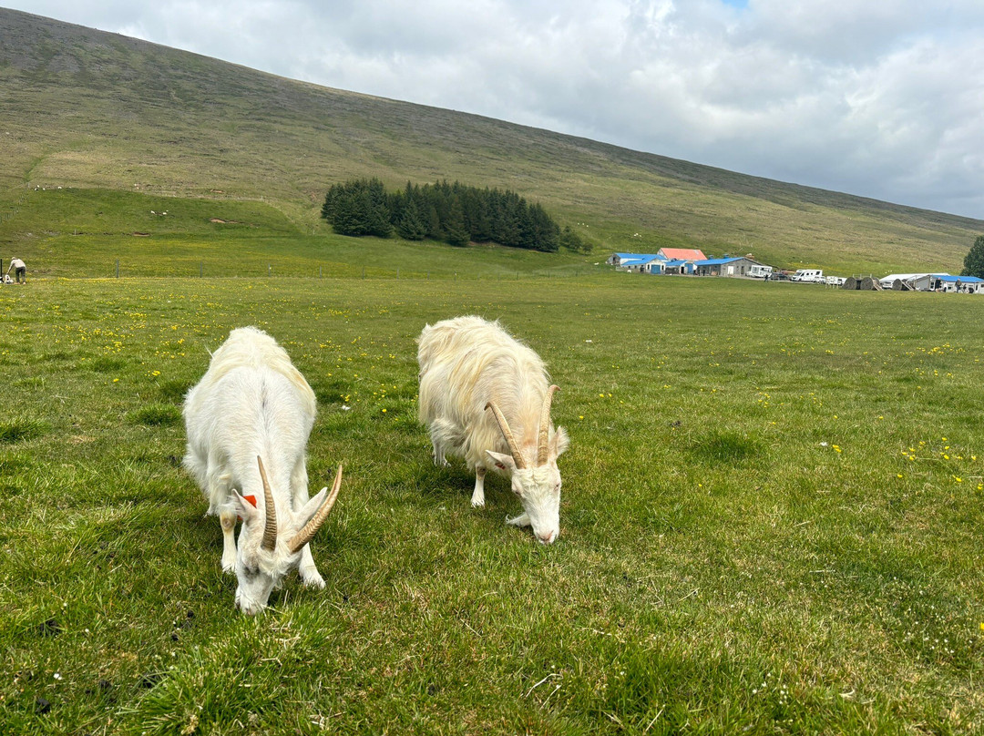 Haafell Goats and Roses-Reykholt必去景点