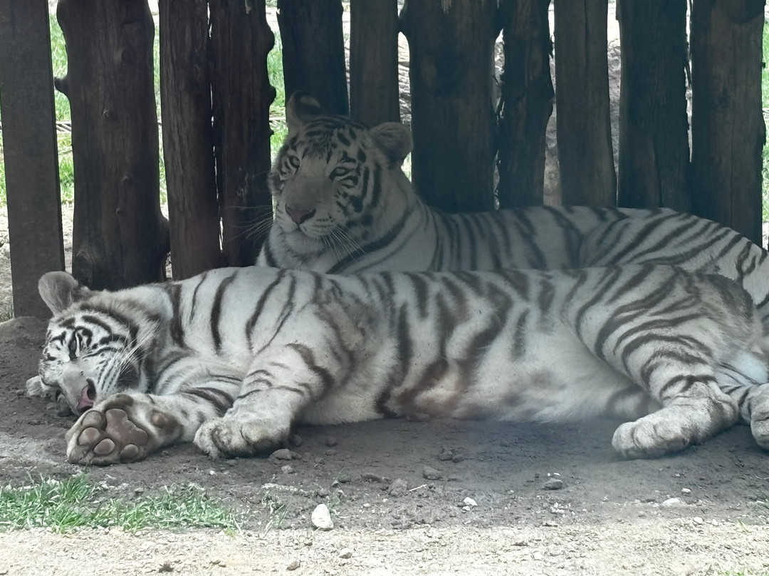 Zoo Parque Loro Puebla-普埃布拉必去景点