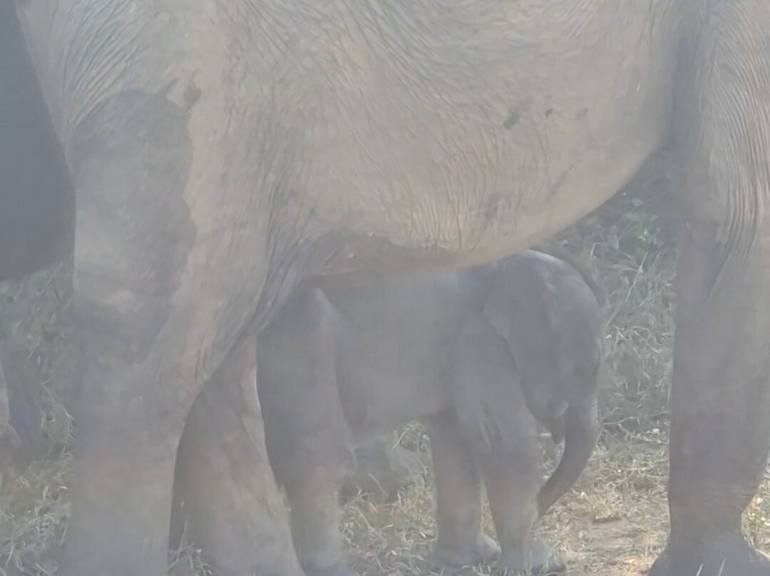 Kavisha Safari Service Udawalawa-乌达瓦拉瓦必去景点