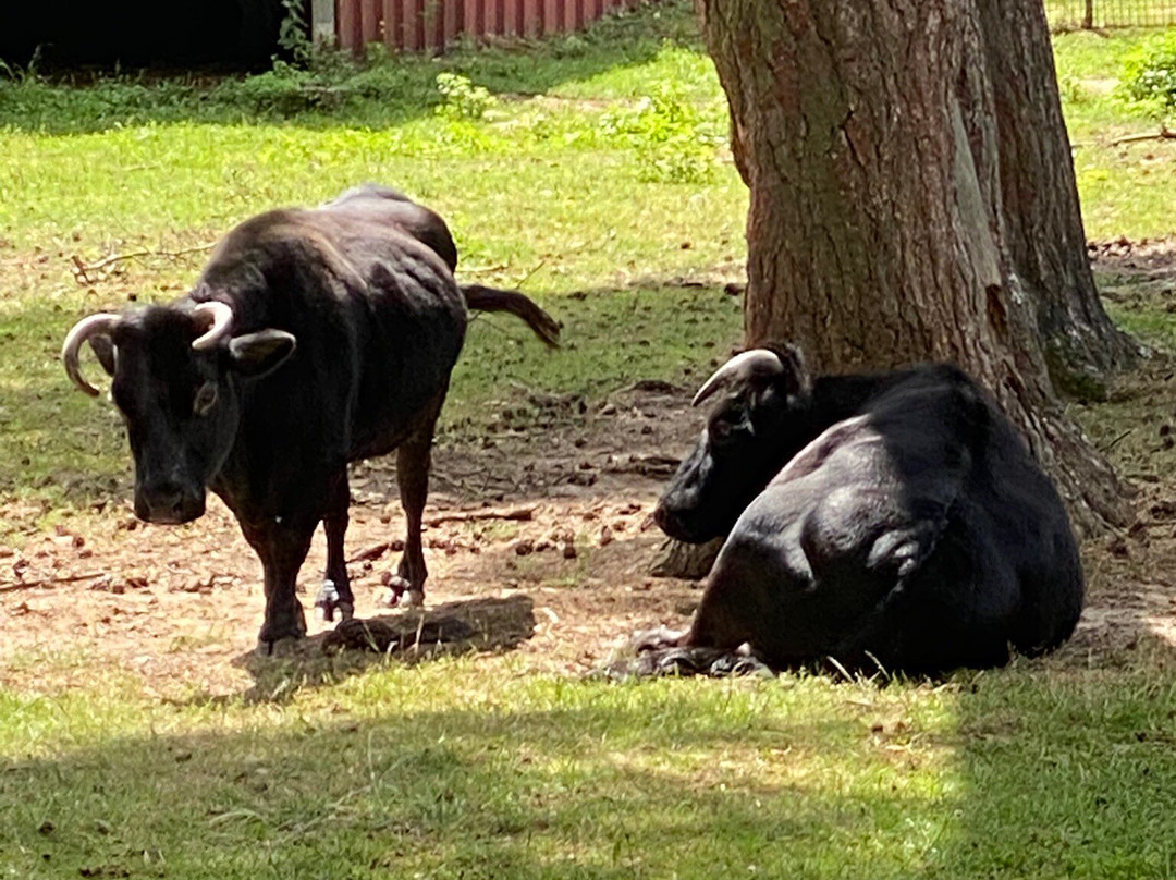 Natur- und Tierpark Brüggen-Bruggen必去景点