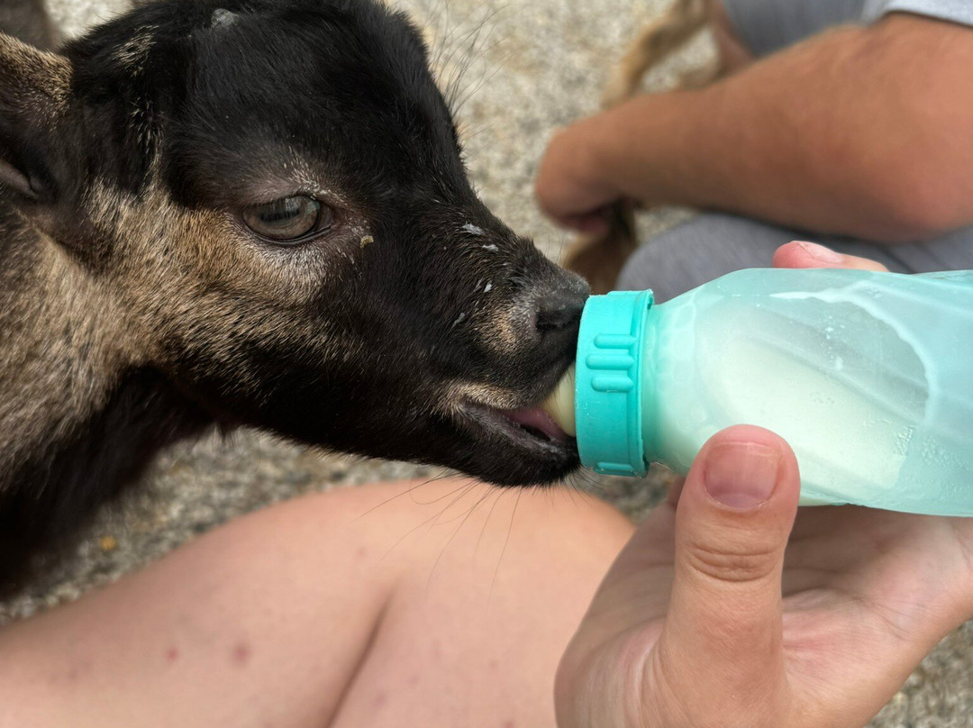 The Farm-斯特金贝必去景点