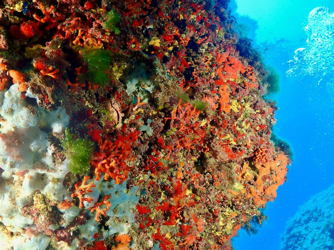 Dive & Fun-卡普德佩拉必去景点