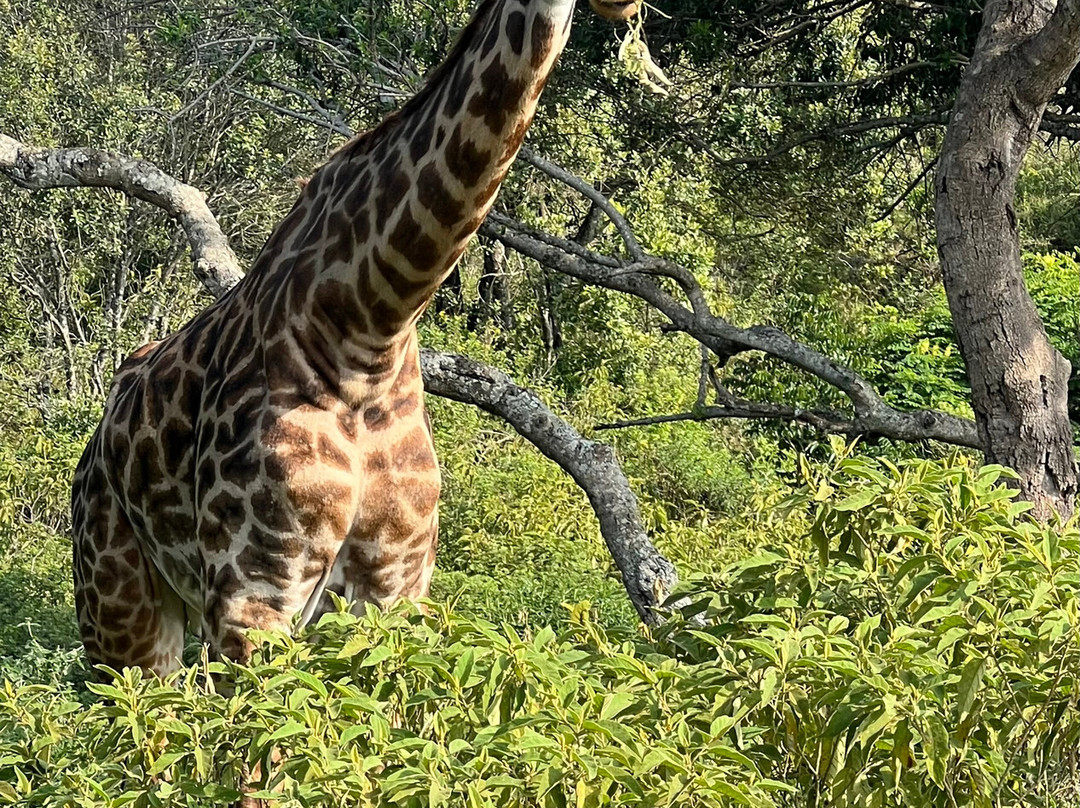 EXG Safaris LLC-California City必去景点