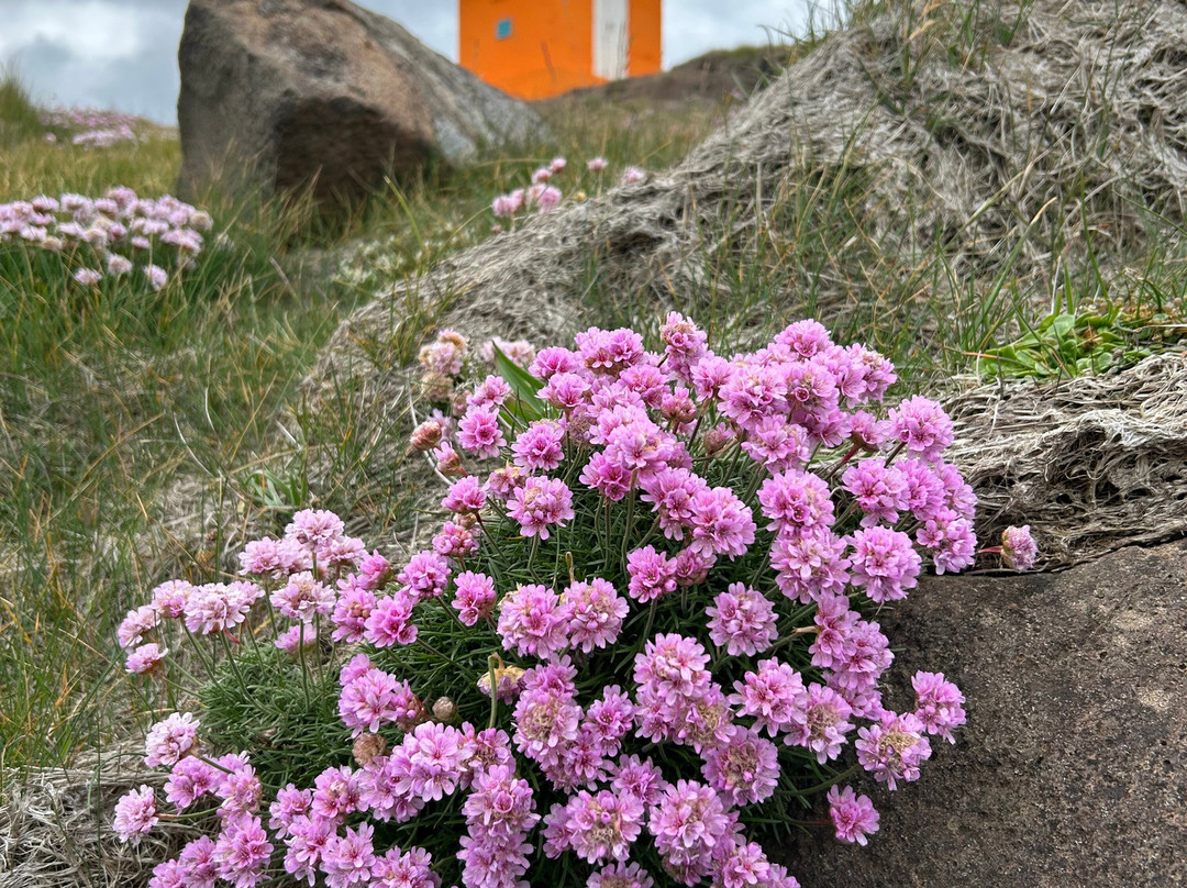 Aeoarstein Lighthouse-Djupivogur必去景点