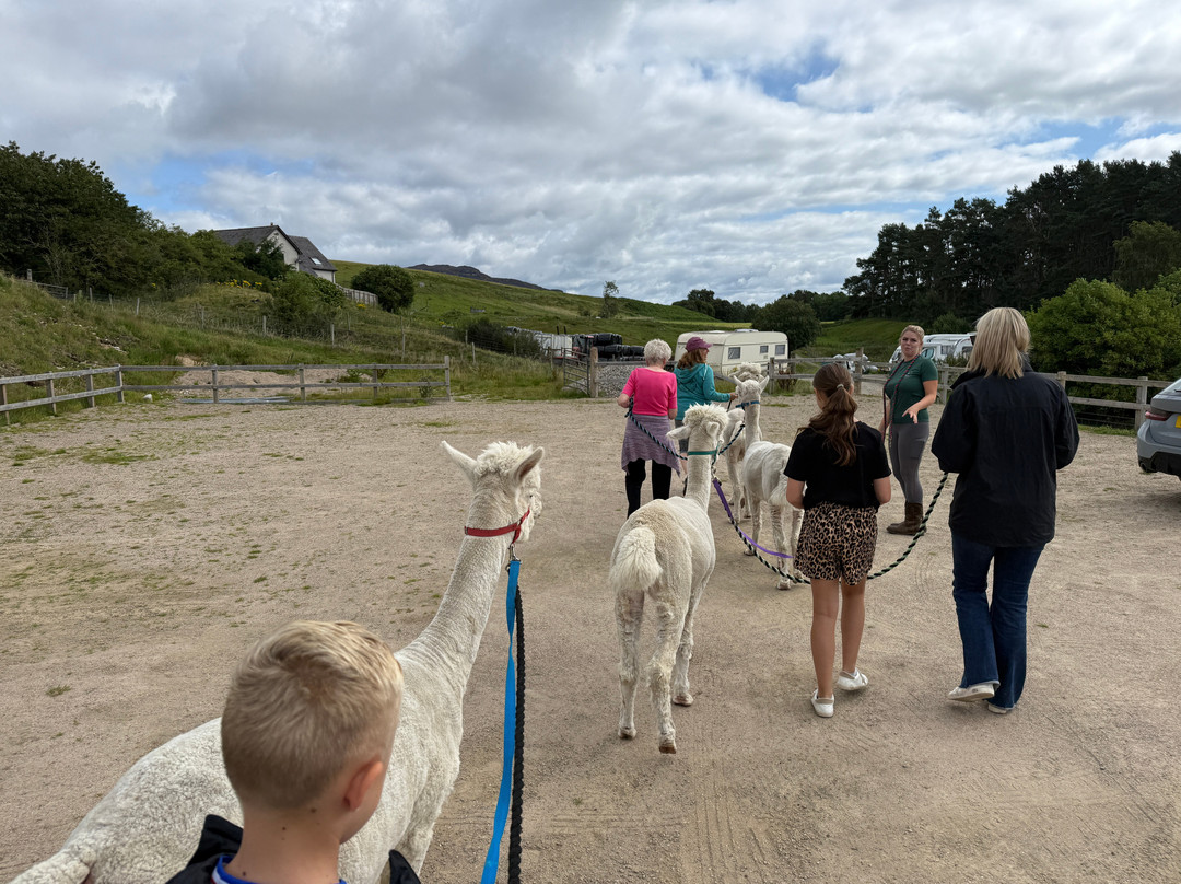 Cairngorm Alpacas-Newtonmore必去景点