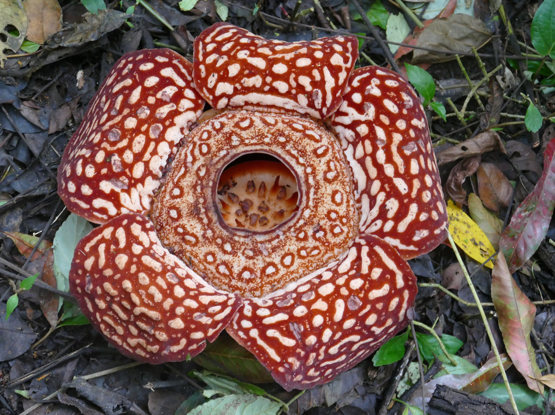 大王花保护区-亚庇必去景点