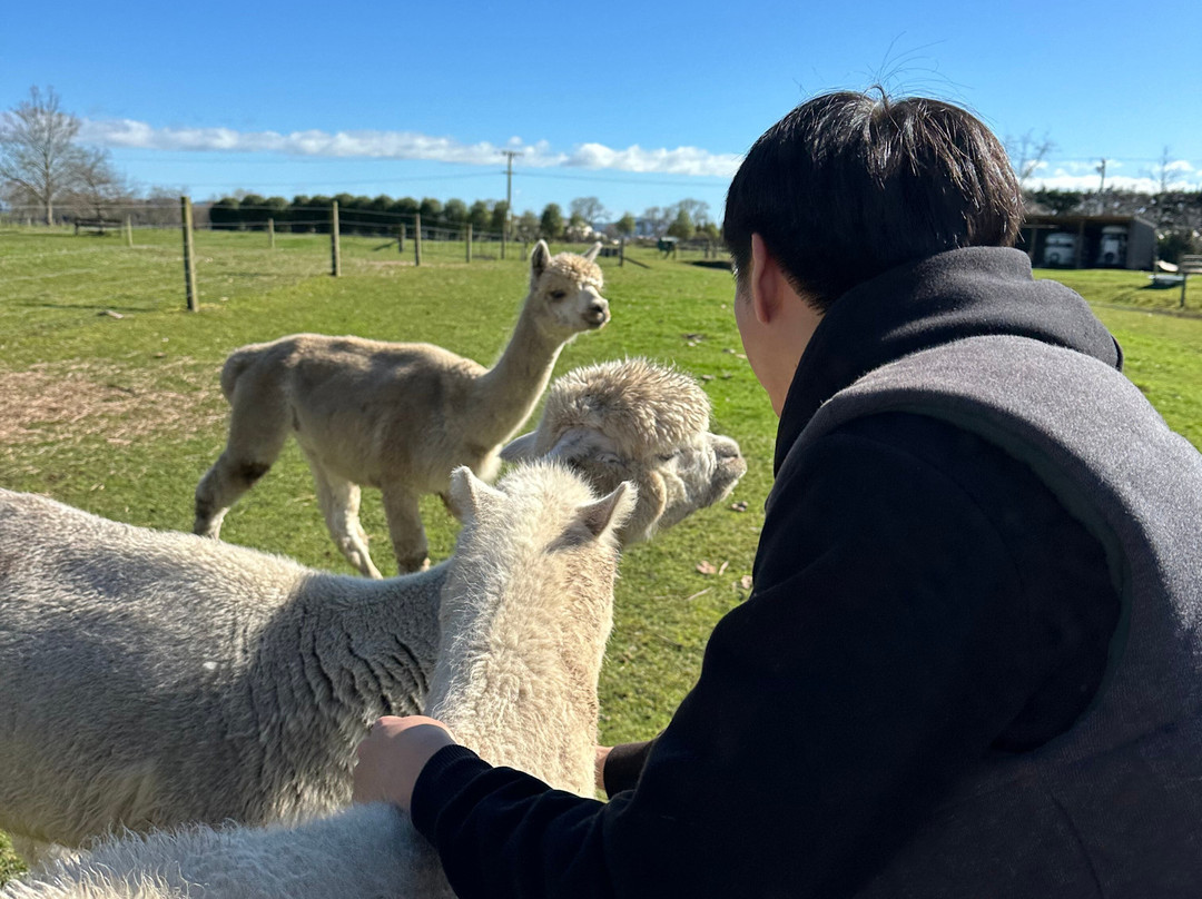 Cornerstone Alpaca Farm-戈登顿必去景点