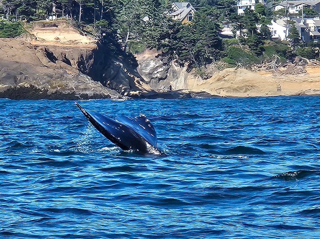 Whale Research EcoExcursions-Depoe Bay必去景点