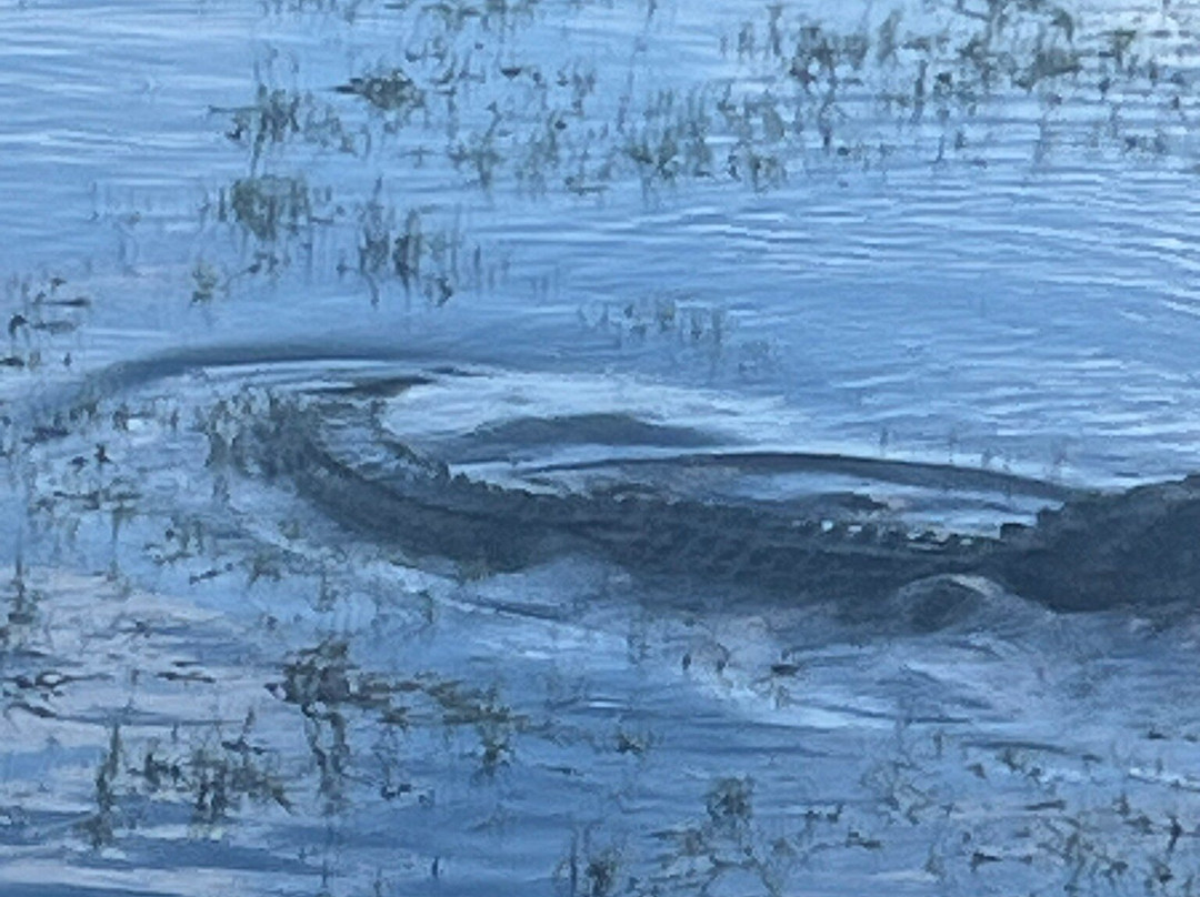 A St Johns River Airboat Tour-Christmas必去景点