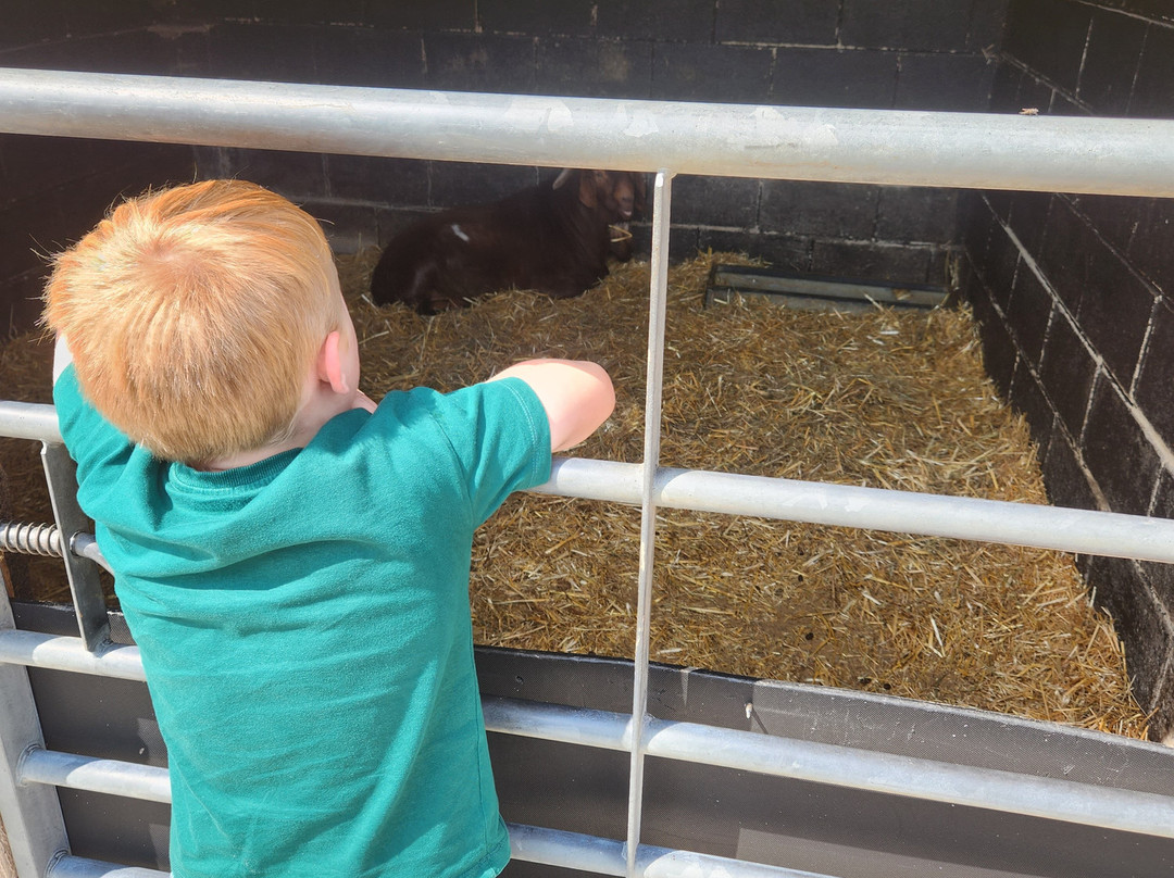 Big Sheep & Little Cow-Bedale必去景点