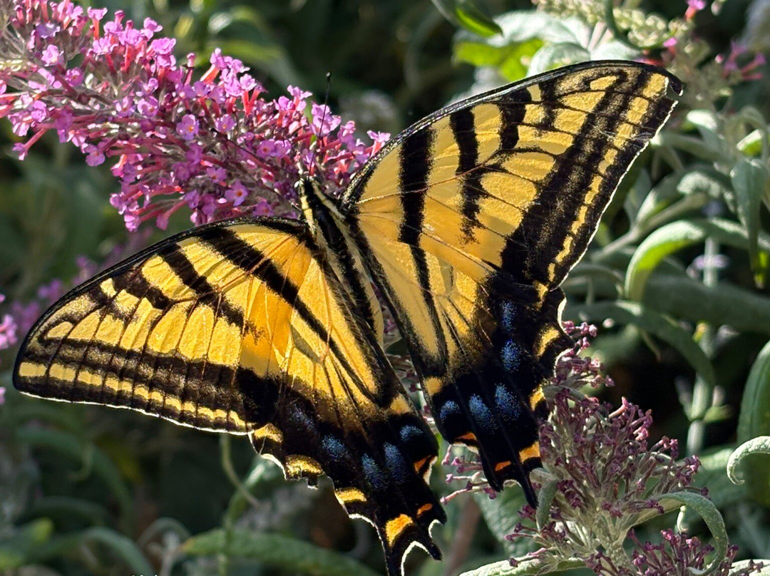 The Dinosaur Museum-布兰丁必去景点