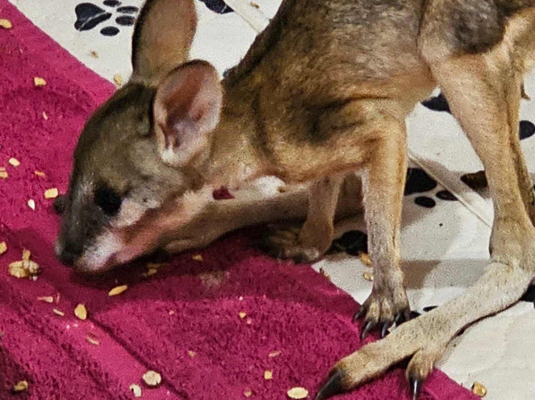 Kangaroo Haven-库努纳拉必去景点