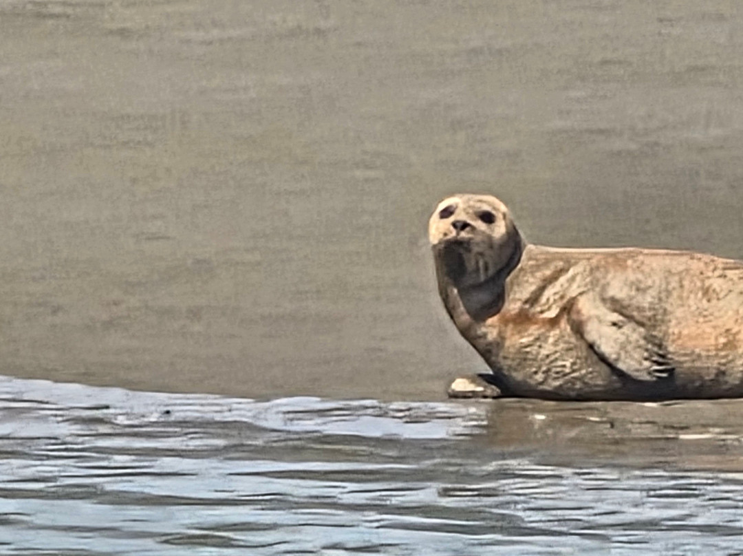 Discovery Seal Trips-Rochford必去景点