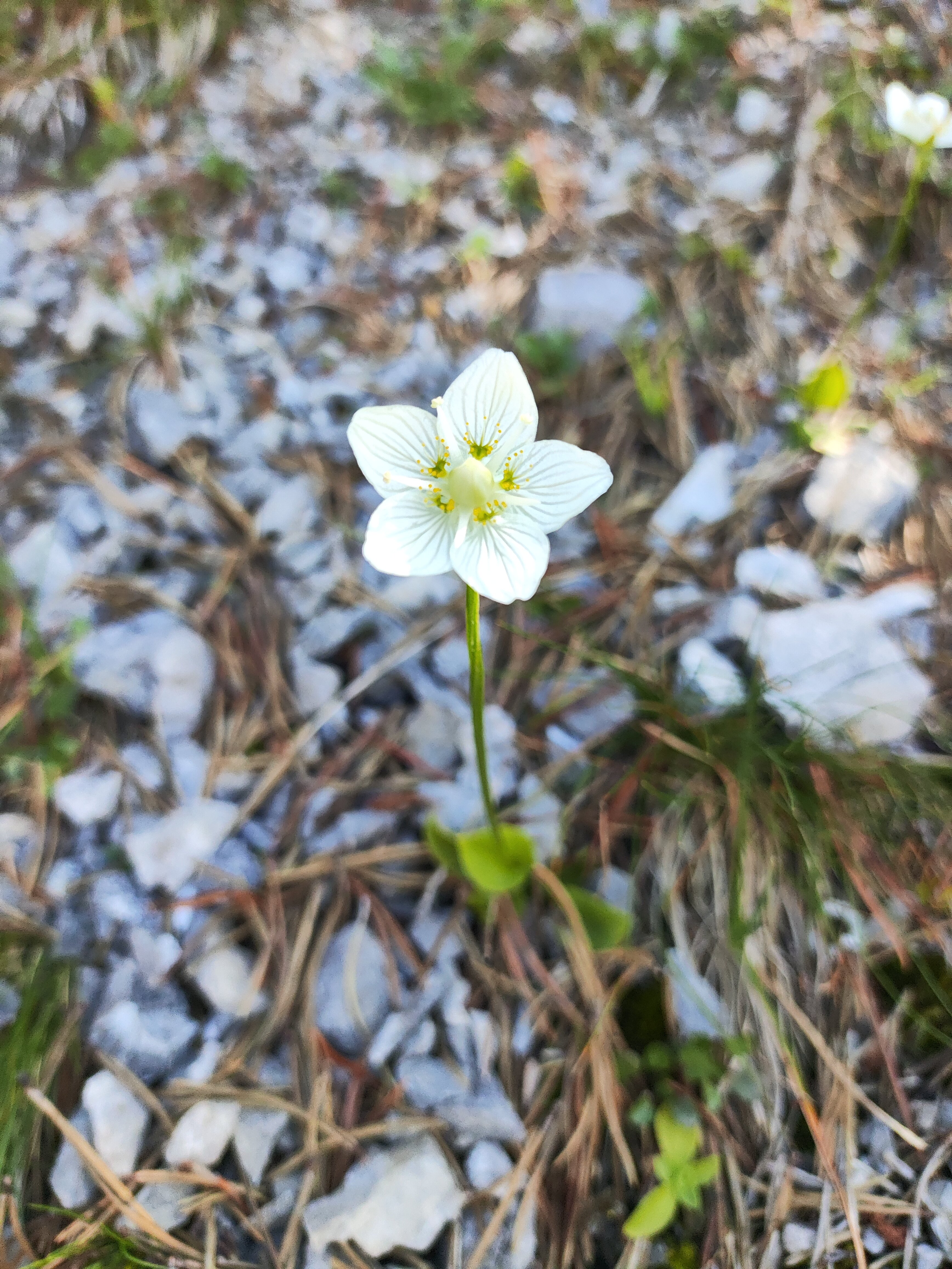 Alpenhotel Malbun-官方