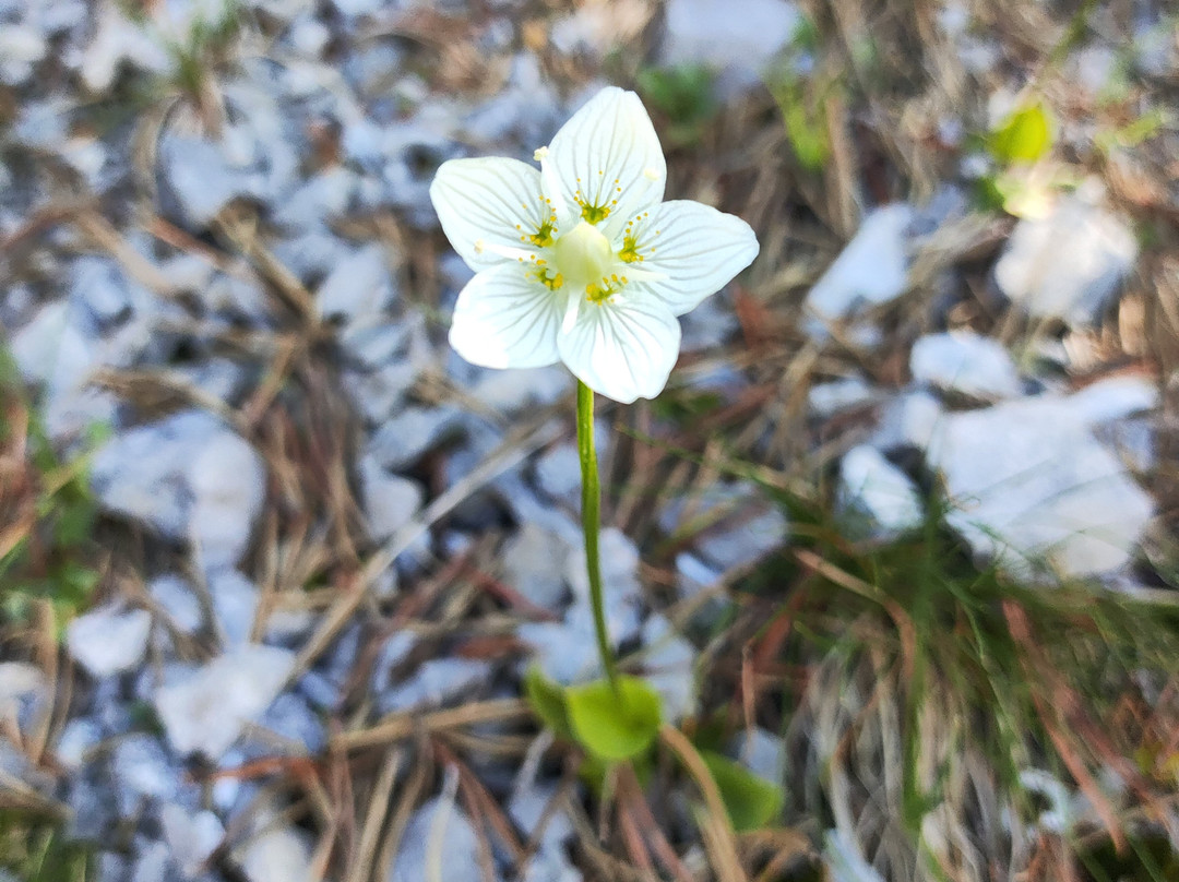 Alpenhotel Malbun主图