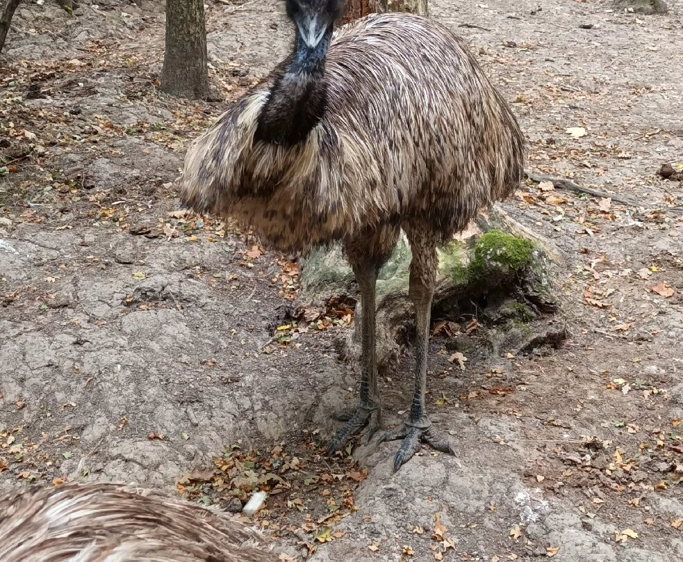 Z'animoland-Monbalen必去景点