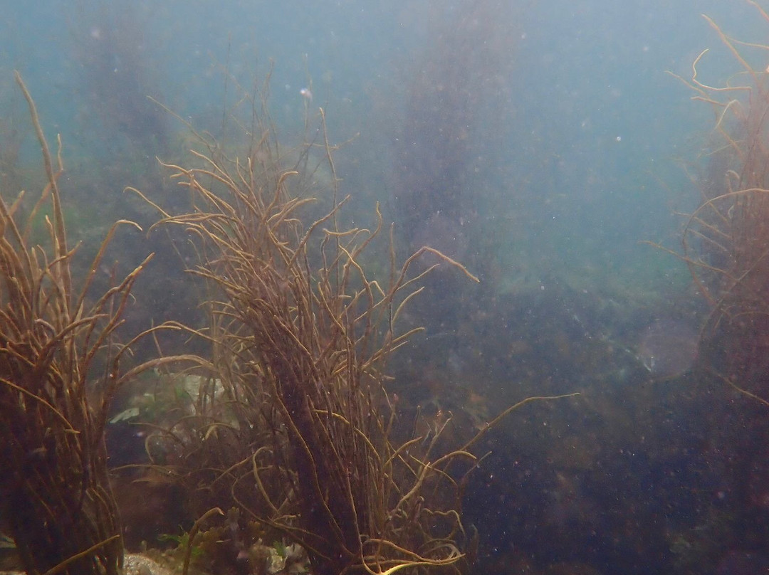 Snorkel Wild-Coldingham必去景点