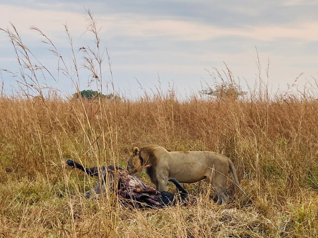 Mikumi National Park-Mikumi必去景点