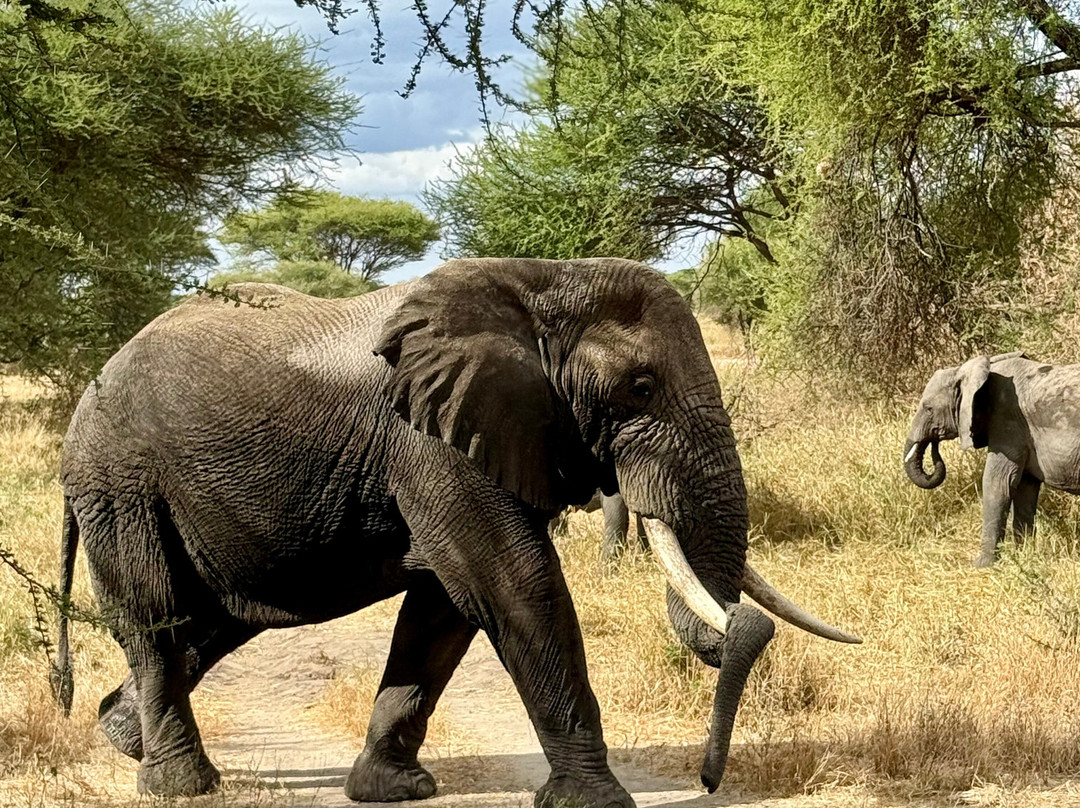 Nasikia Safaris-阿鲁沙必去景点