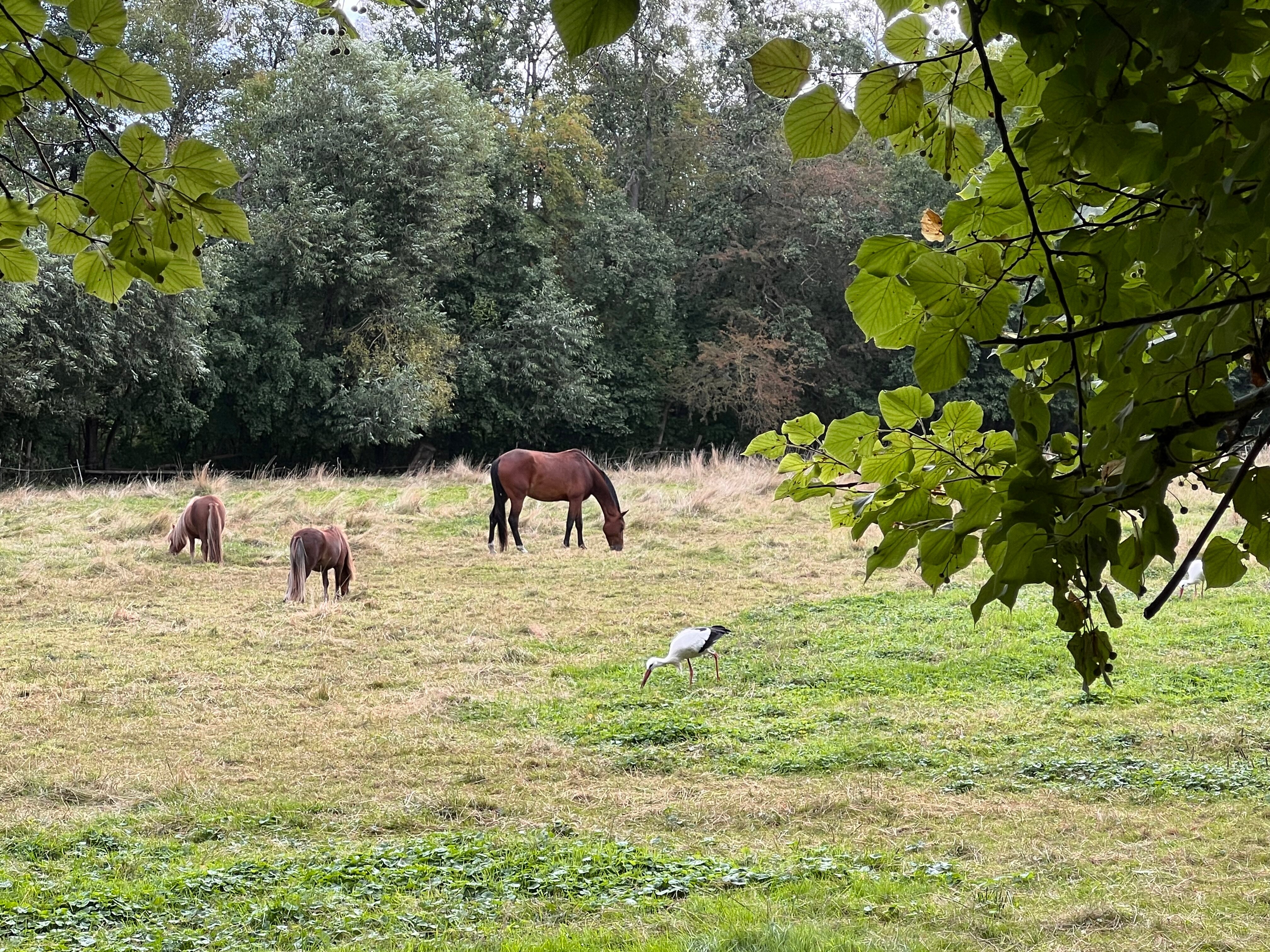 Landhaus am Schaalsee-官方