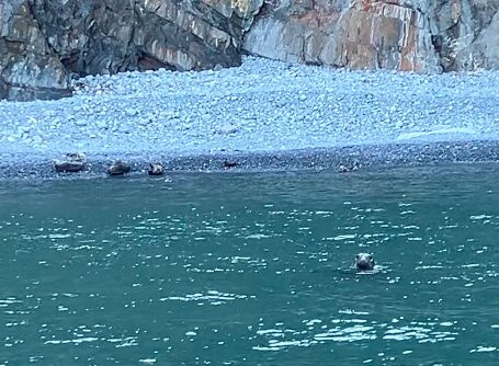 A Bay To Remember Wildlife Boat Trips-St. Dogmaels必去景点