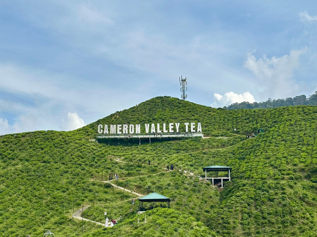 Cameron Valley Tea-丹那拉塔必去景点