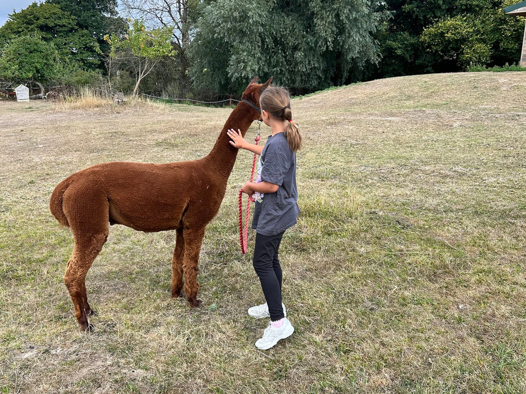 Little Orchard Alpacas-Axminster必去景点