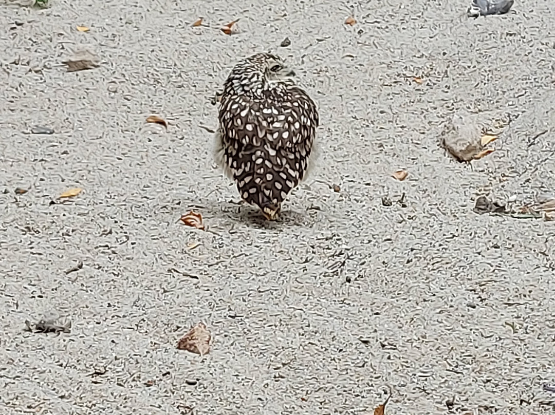 Hawk Conservancy Trust Bird of Prey Centre-Andover必去景点