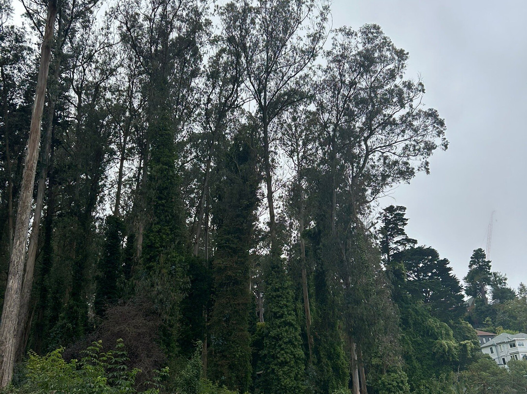 Mount Sutro Forest-旧金山必去景点