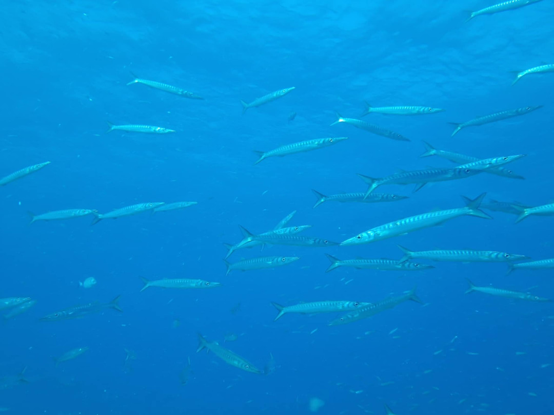 Deep Blue Diving Base-Caleta de Fuste必去景点