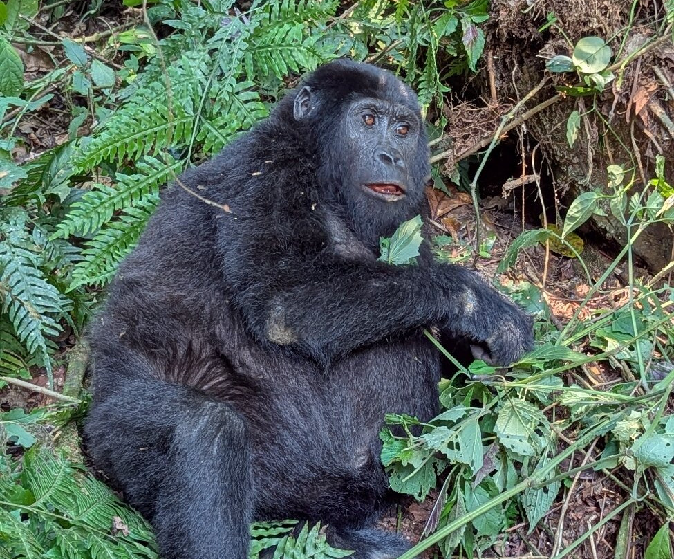 Insight Safari Holidays-Kanungu必去景点