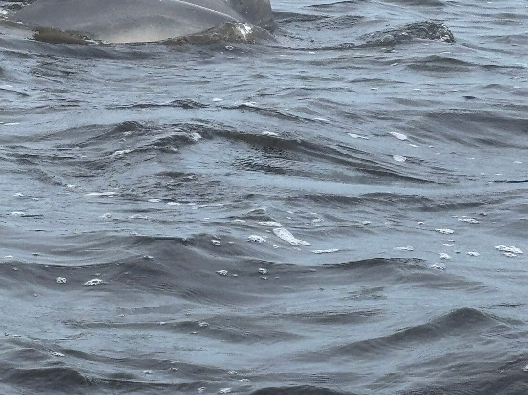 Jenny Tours - Day Tours-帕拉马里博必去景点