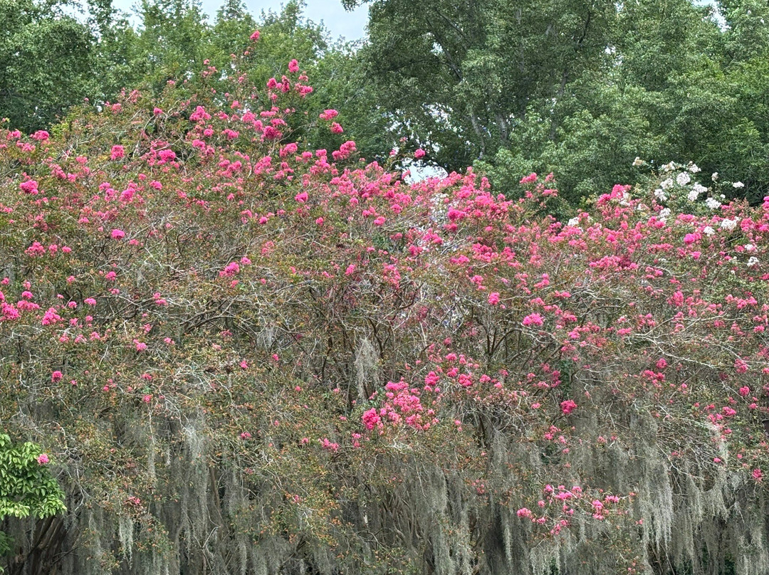 Lake Waccamaw State Park-卡罗莱纳州必去景点