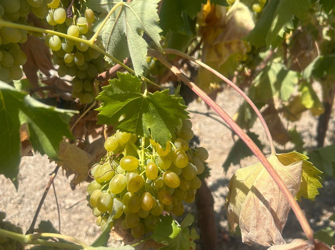 Kourkoulou Winery-雷斯蒙必去景点