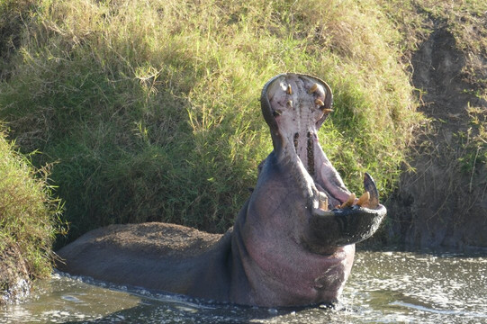 Wild Ways Adventure-阿鲁沙必去景点